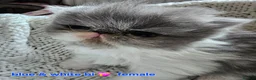 Persian cats for sale: STUNNING  PERSAINS  - Advert 10