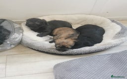 Mixed Breed dogs for sale: Little bundles of schweenie love!  - Image 33