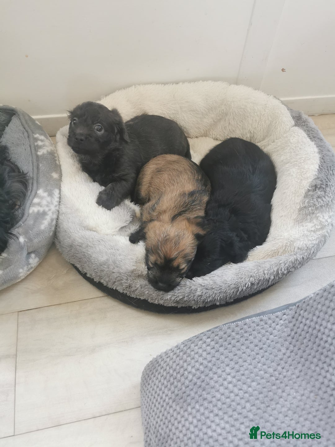 Mixed Breed dogs for sale: Little bundles of schweenie love!  - Image 33