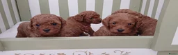 Cavapoo dogs for sale: Gorgeous Toy Cavapoo Puppies  - Advert 12