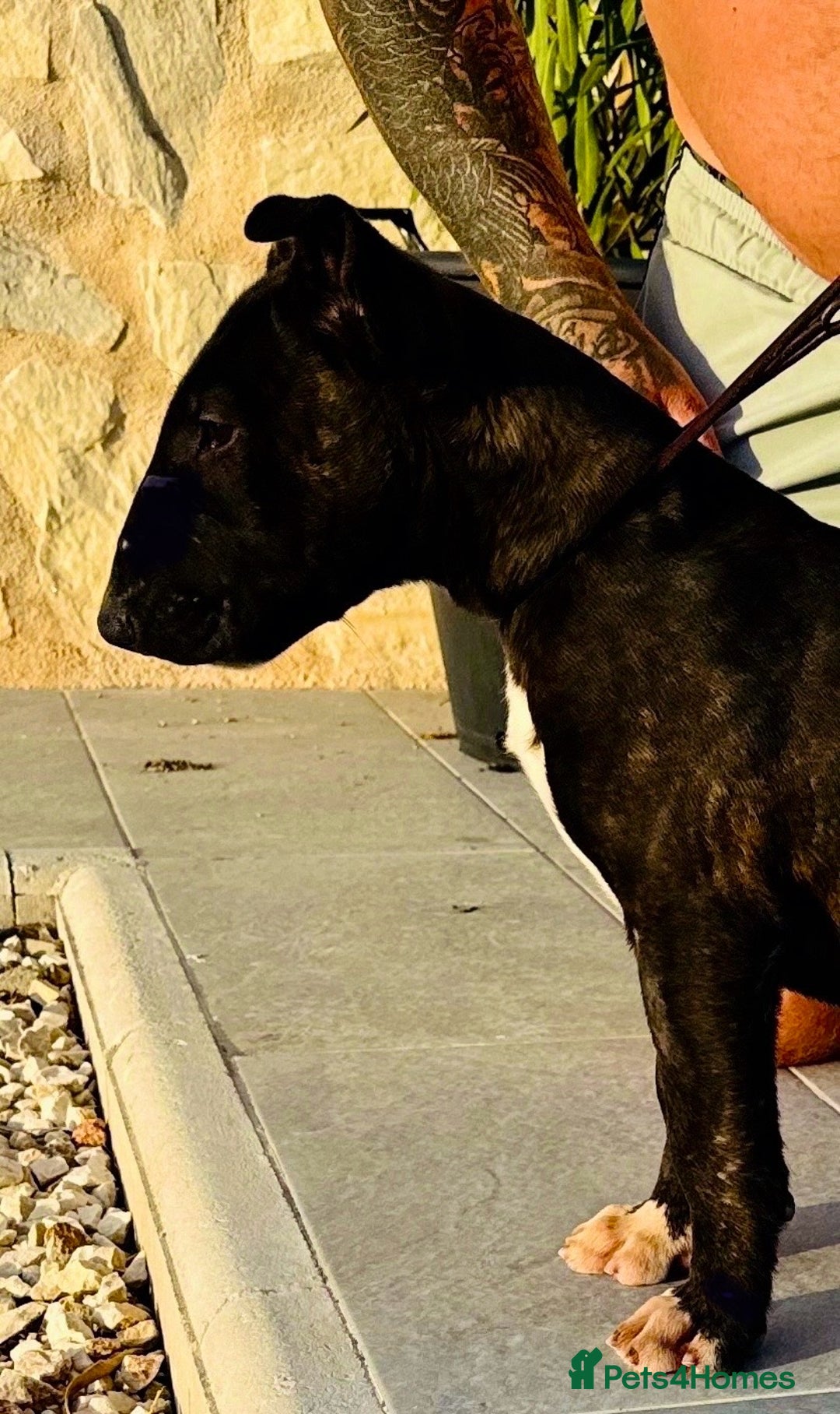 English Bull Terrier dogs for sale: Bull terrier puppies sired by uk champion  - Image 16