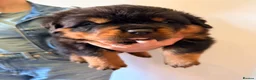 Rottweiler dogs for sale: Rottweiler puppies for sale - Advert 4
