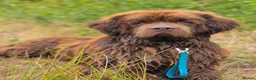 Newfoundland dogs for stud: Brown kc registered newfoundland  in Alcester - Advert 9