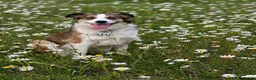 Border Collie dogs for sale: Fully Health Tested, KC registered puppies due in London - Advert 4