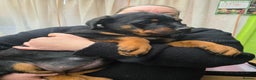 Rottweiler dogs for sale: Rottweiler puppies  - Advert 21