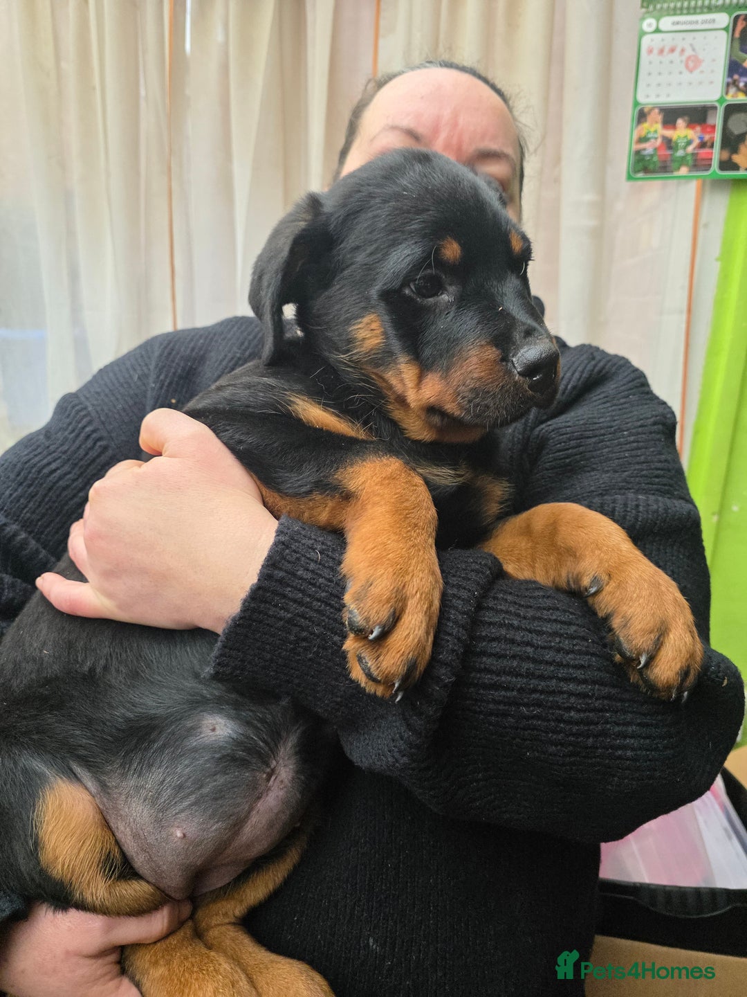 Rottweiler dogs for sale: Rottweiler puppies  - Advert 21