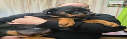 Rottweiler dogs for sale: Rottweiler puppies  - Advert 23