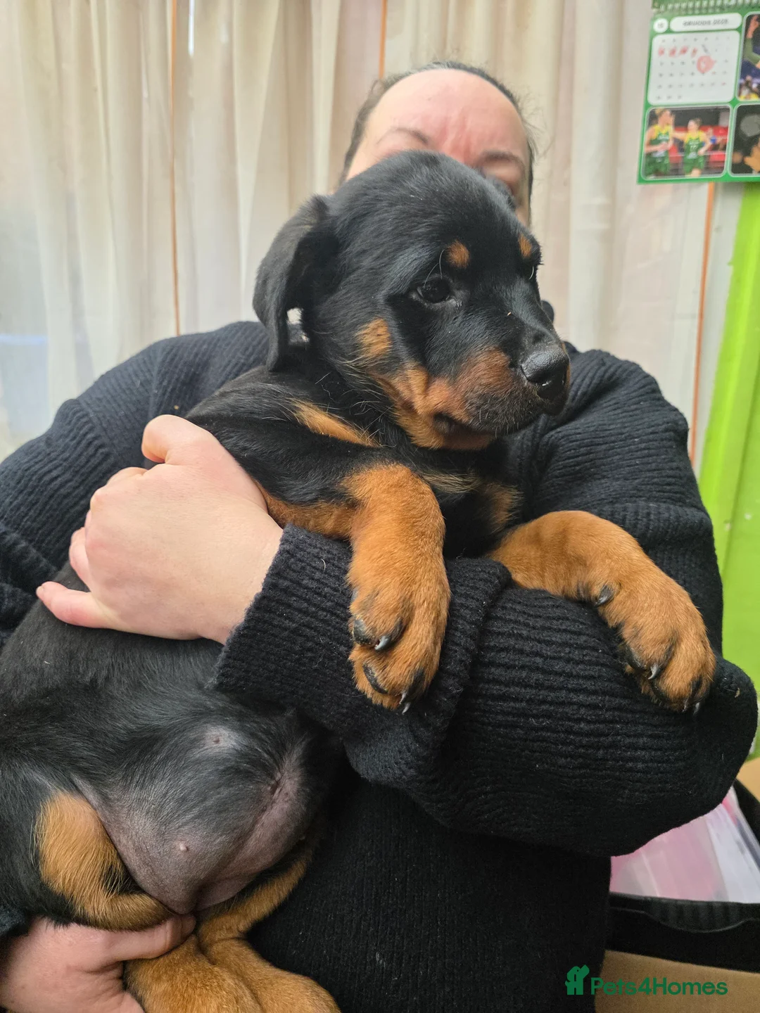 Rottweiler dogs for sale: Rottweiler puppies  - Advert 23