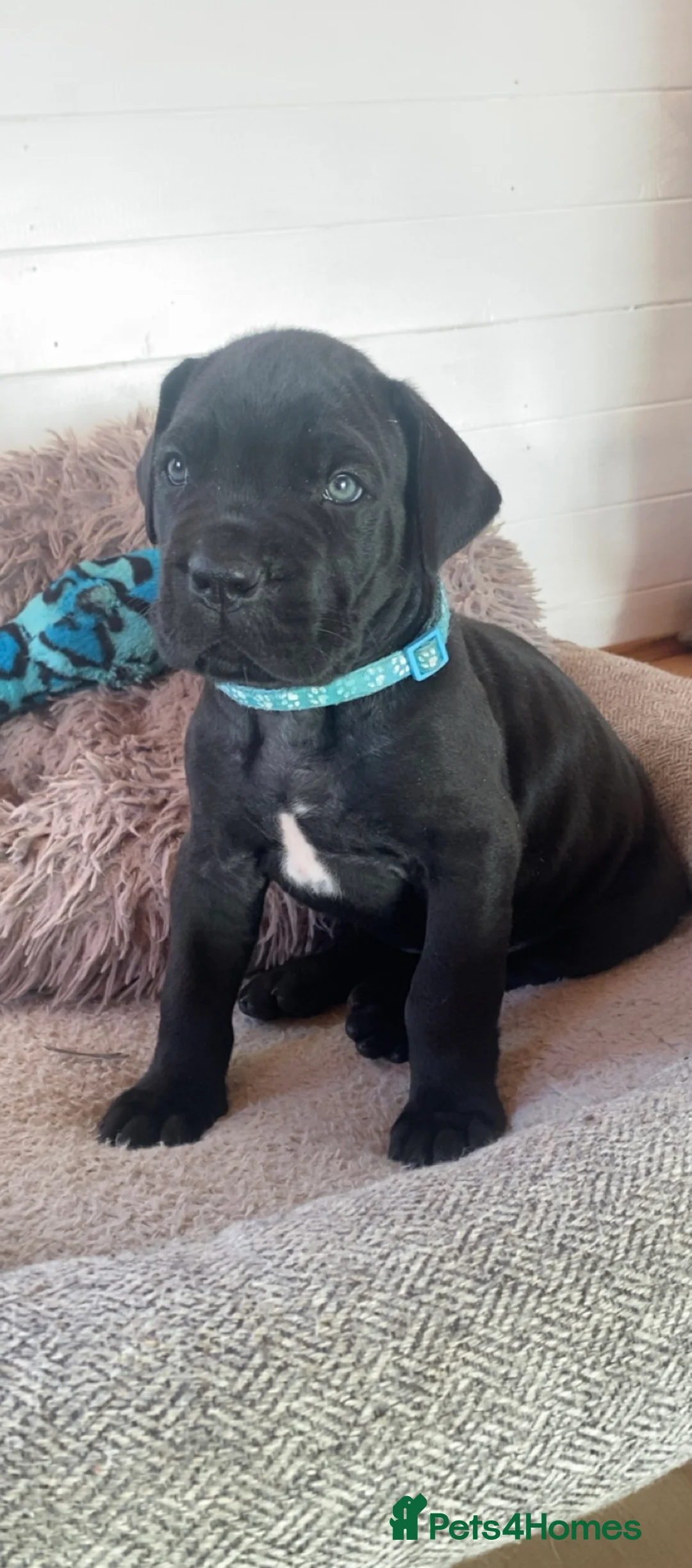 Mixed Breed dogs for sale: Beautiful Italian daniffs (Great Dane/cane corso)  - Advert 1