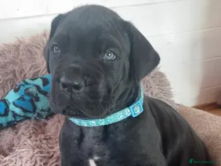 Mixed Breed dogs Beautiful Italian daniffs (Great Dane/cane corso) - Advert 5
