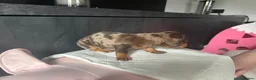 Miniature Dachshund dogs for sale: 🐾 Miniature Dachshund Puppies – KC registered 🐾 in Birmingham - Advert 19