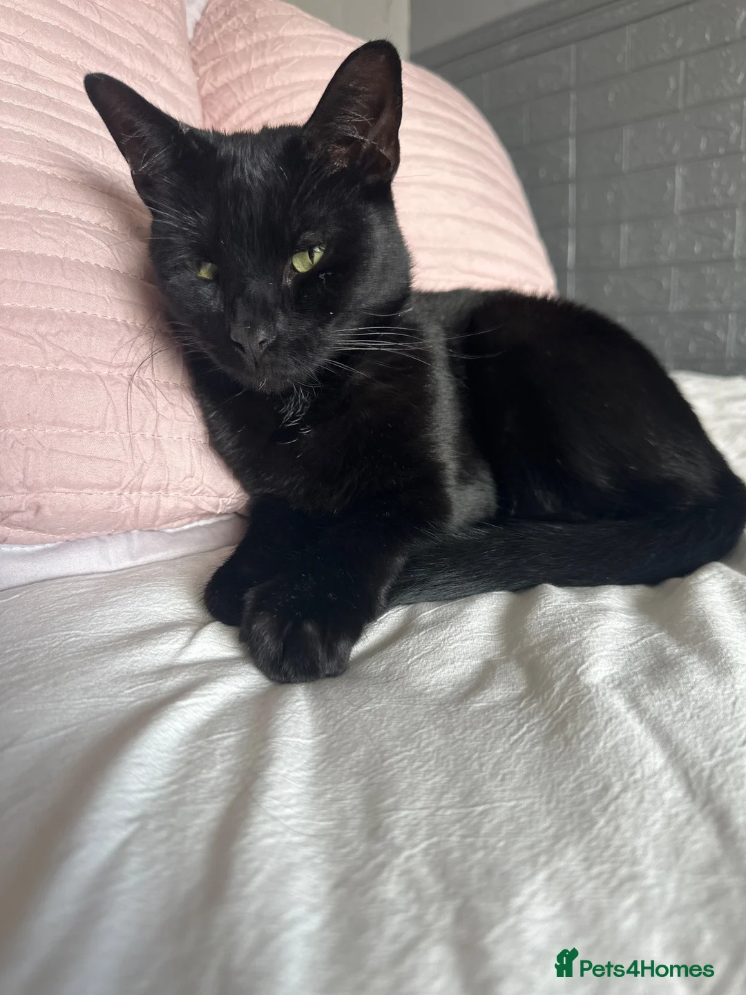 Mixed Breed cats for sale: Male Black Cat in Chester - Advert 3