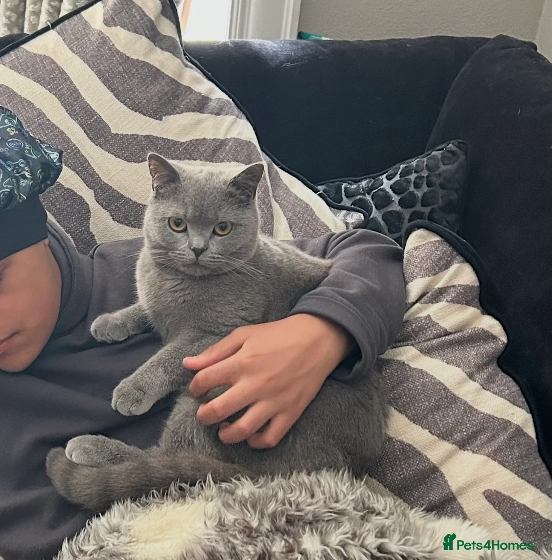 British Shorthair cats for sale: 12 month old British Shorthair Male - Advert 2