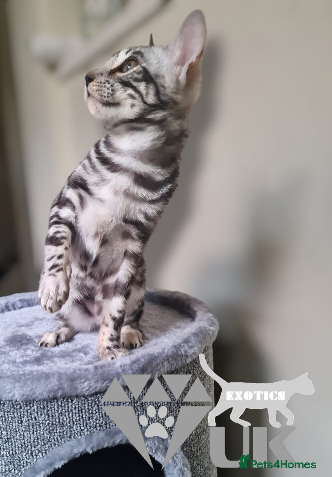 Bengal cats for sale: Intensively socialised bengal kittens - lap cats! in Scunthorpe - Image 34