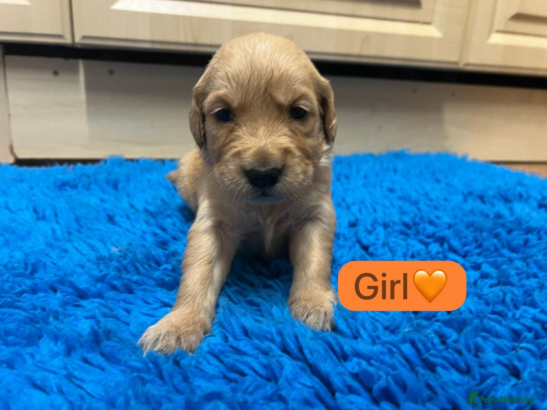 Golden Retriever dogs for sale: Gorgeous KC registered golden retriever puppies - Advert 17