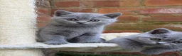 British Shorthair cats for sale: SOLD Only one Purebred Britishshorthair girls  - Advert 13