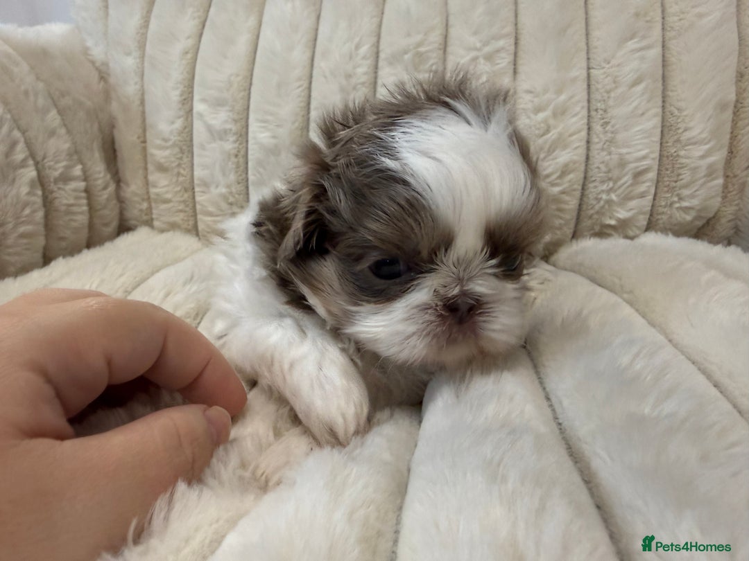 Shih Tzu dogs for sale: Exquisite Imperial Shih Tzu Puppies  - Image 13