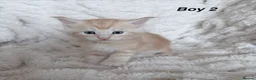 Maine Coon cats for sale: Maine coon kittens ready to reserve  - Advert 30
