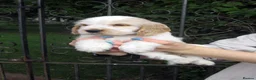 Cocker Spaniel dogs for sale: KC Reg Show Line Cocker Spaniel Puppies - Advert 5