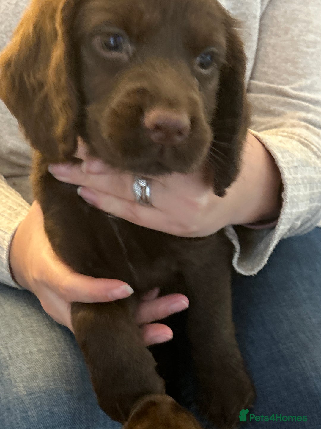 Cocker Spaniel dogs for sale: Chocolate Cocker Spaniel’s  in Crook - Image 17
