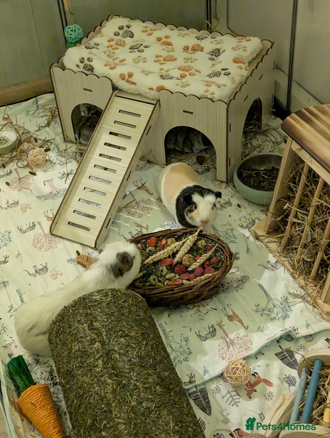 Guinea Pig rodents for sale: Multi coloured guinea pig  - Advert 2