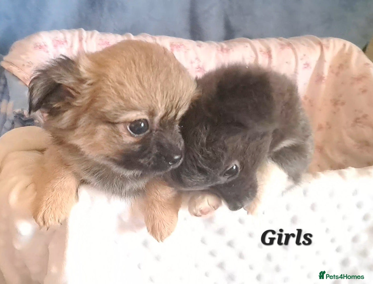 Chihuahua dogs Ready to leave 3 long coat chihuahua pups - Advert 7