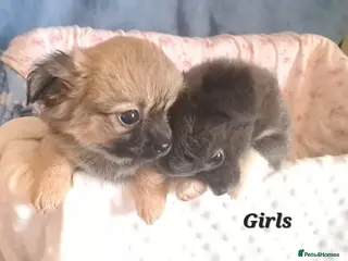 Chihuahua dogs Ready to leave 3 long coat chihuahua pups - Advert 7