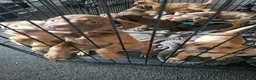 Mixed Breed dogs for sale: 8 mixed breed puppies  - Advert 2