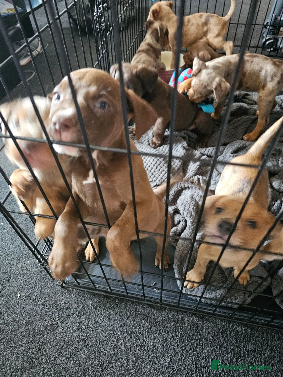 Mixed Breed dogs for sale: 8 mixed breed puppies  - Advert 2