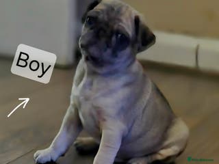 Pug dogs PUG PUPPIES! READY NOW - Advert 2