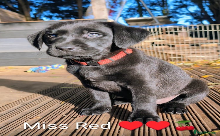 Labrador Retriever dogs Stunning labrador puppies from good working lines - Advert 4