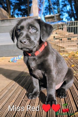 Labrador Retriever dogs Stunning labrador puppies from good working lines - Advert 4