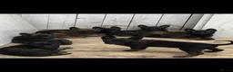 Belgian Shepherd Dog dogs for sale: Belgium Malinois puppy’s for sale  in Doncaster - Advert 2