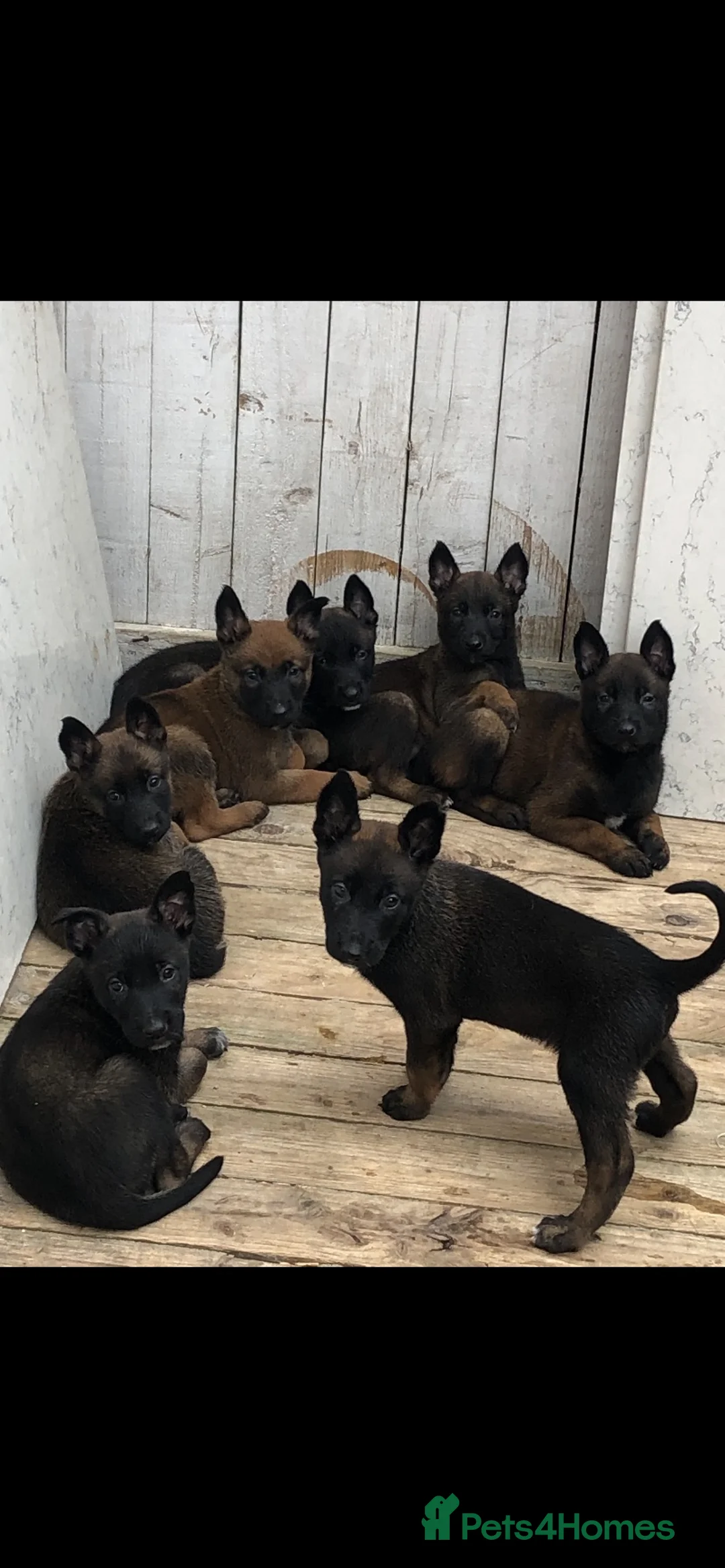 Belgian Shepherd Dog dogs for sale: Belgium Malinois puppy’s for sale  in Doncaster - Advert 2