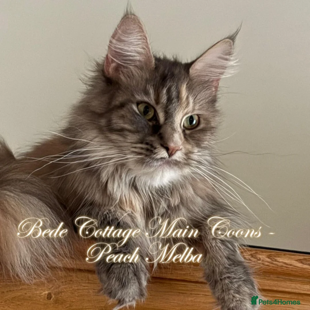 Maine Coon cats for sale: 🐾 Exceptional TICA Registered Maine Coon Kittens in Skegness - Advert 22