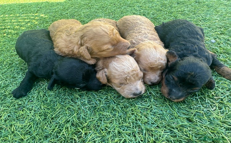 Toy Poodle dogs - Advert 4