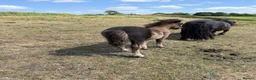 Shetland pony horses for sale: Standard Black Colt - Advert 2