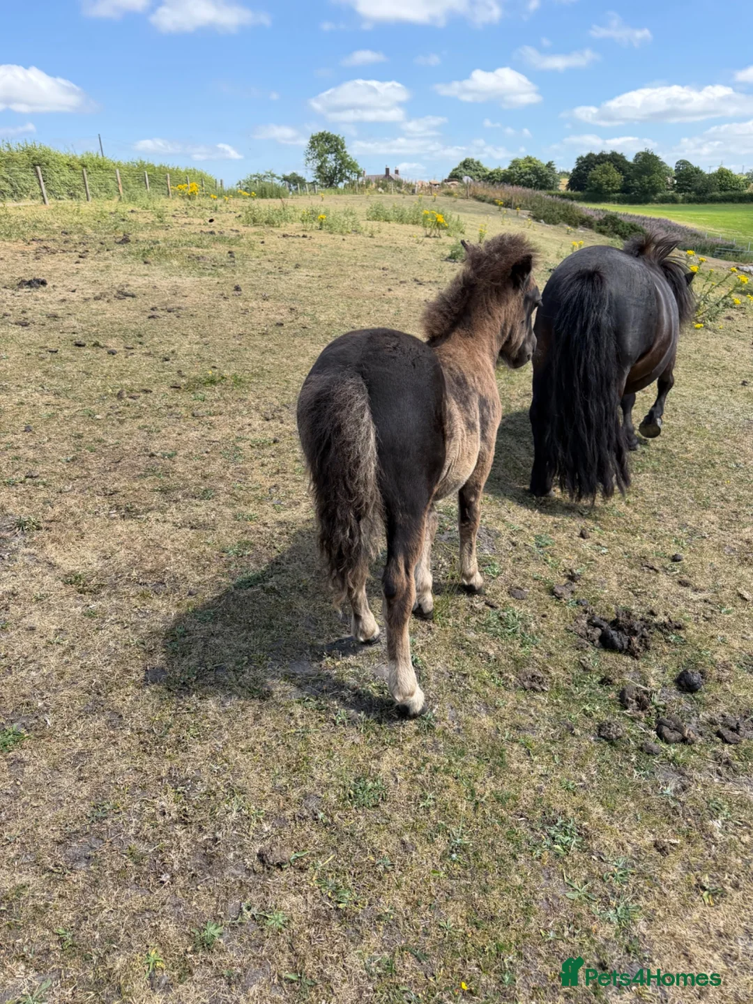 Shetland pony horses for sale: Standard Black Colt - Advert 2