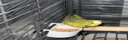 Budgerigars birds for sale: Beautiful male budgie  in Leicester - Advert 4