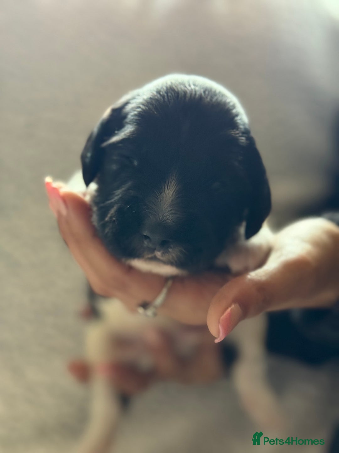 English Springer Spaniel dogs for sale: Heavily Marked Litter, KC, Health Checked Parents. - Image 13