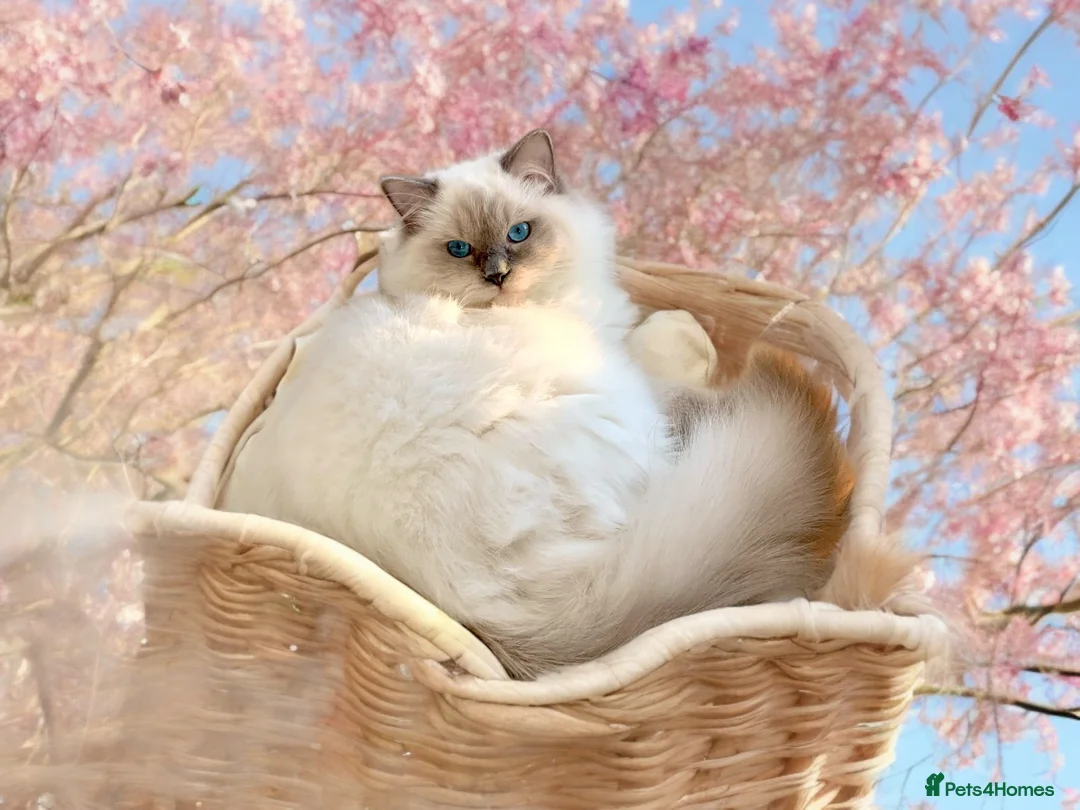 Ragdoll cats for stud: Blue point Ragdoll male for stud duty  in Purley - Advert 5