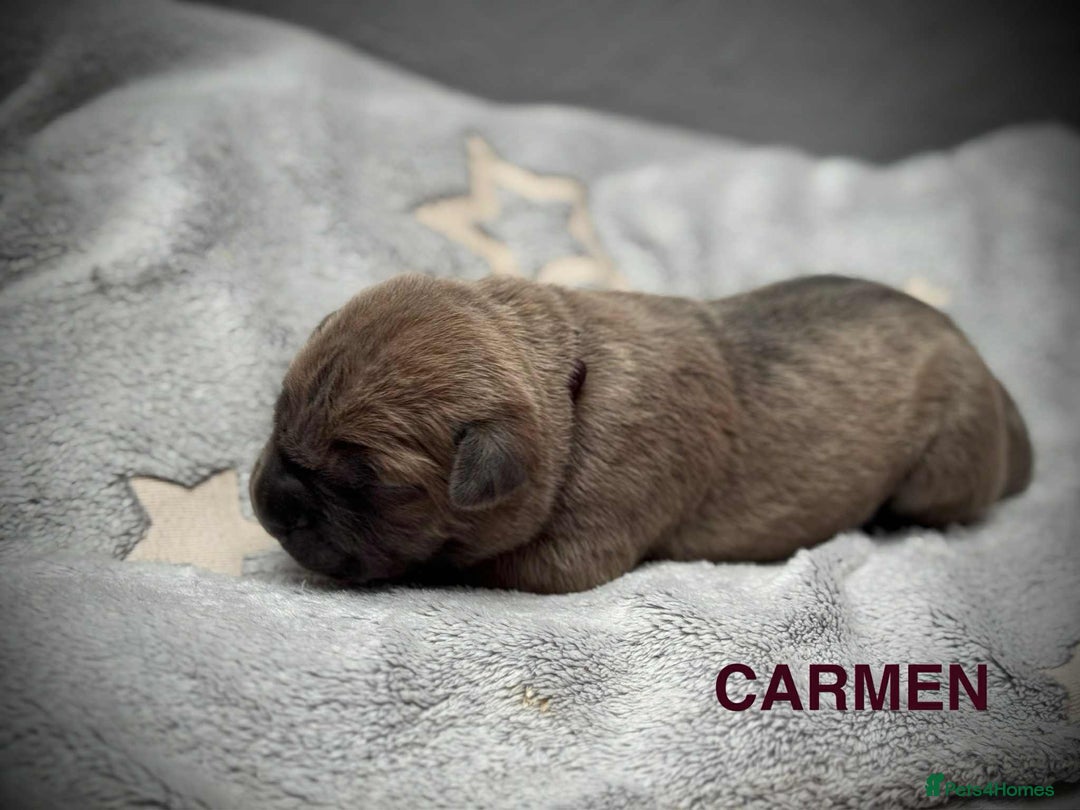 Cane Corso dogs for sale: 🐾✨ PatoSquad Kennel FCI Puppies ✨🐾 - Image 17