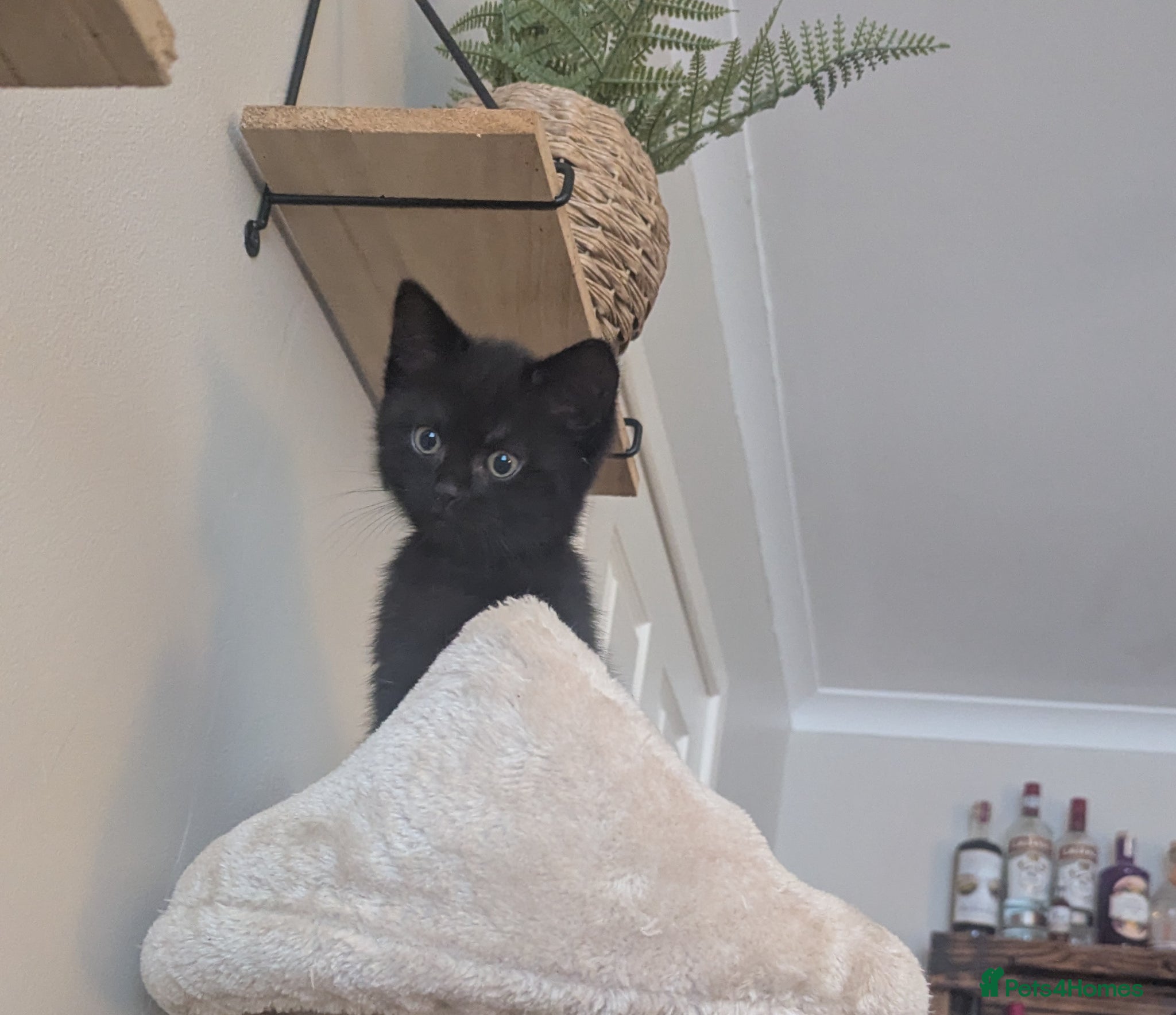 Mixed Breed cats Last kitten remaining  - Advert 16