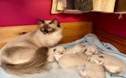 Ragdoll cats for sale: TICA Pedigree Ragdolls 💎✨ - Image 21