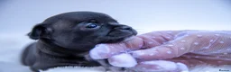 Chihuahua dogs for sale: 🌟 Exceptional Smooth-Coat Chihuahua Girls  - Advert 12