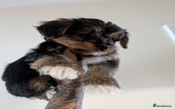 Yorkshire Terrier dogs for sale: 7 male Yorkshire terriers ready to leave.  - Image 13