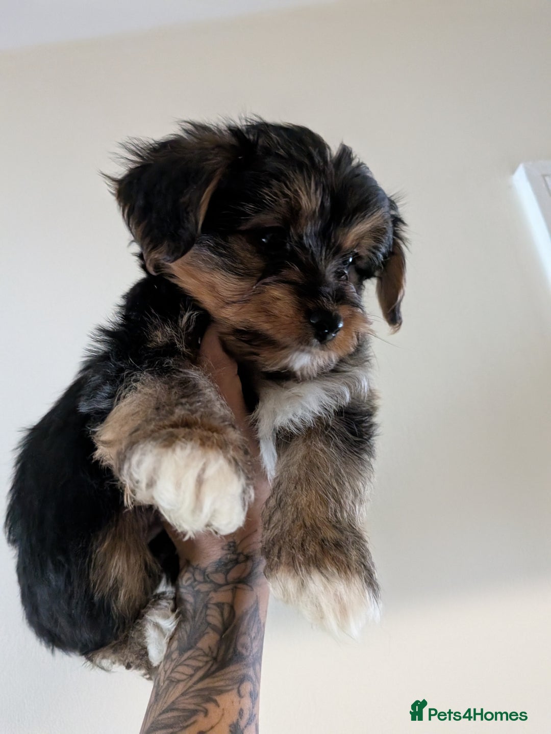 Yorkshire Terrier dogs for sale: 7 male Yorkshire terriers ready to leave.  - Image 13