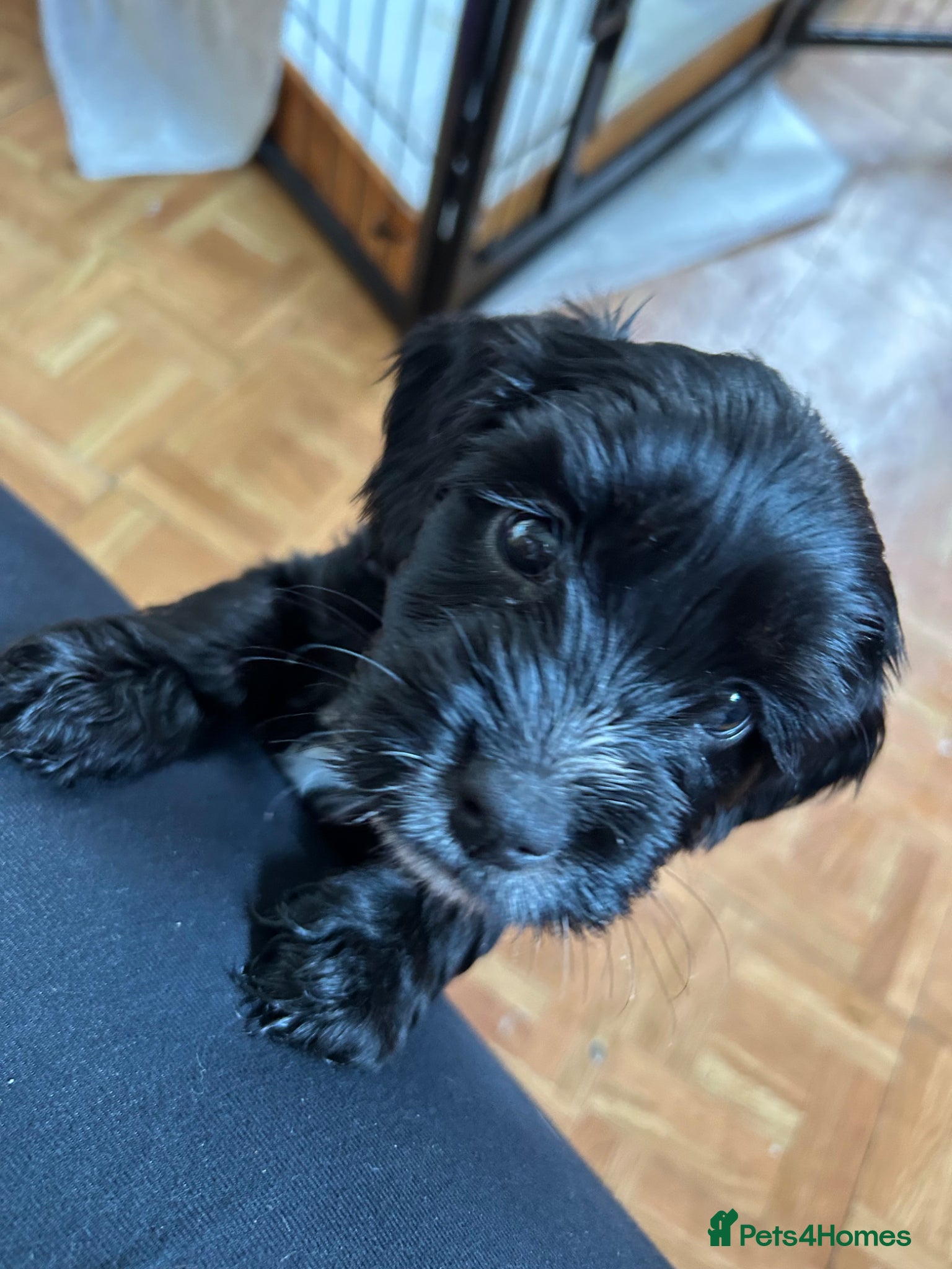 Mixed Breed dogs 4 gorgeous corkiepoo puppies for sale!! - Advert 16