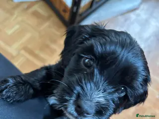 Mixed Breed dogs 4 gorgeous corkiepoo puppies for sale!! - Advert 16