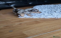Mixed Breed dogs for sale: Mini dachshunds for sale - Image 7